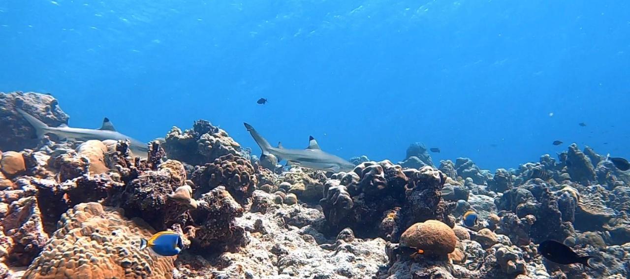 Shamar Guesthouse & Dive Maamigili Island Ngoại thất bức ảnh