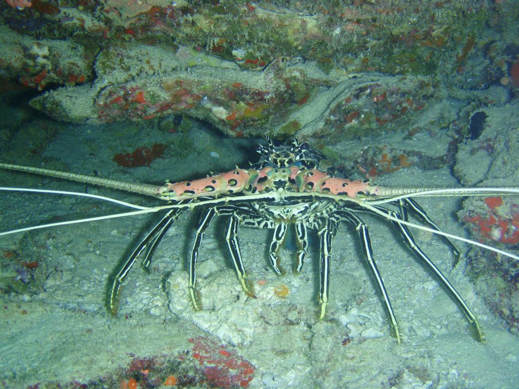 Shamar Guesthouse & Dive Maamigili Island Ngoại thất bức ảnh