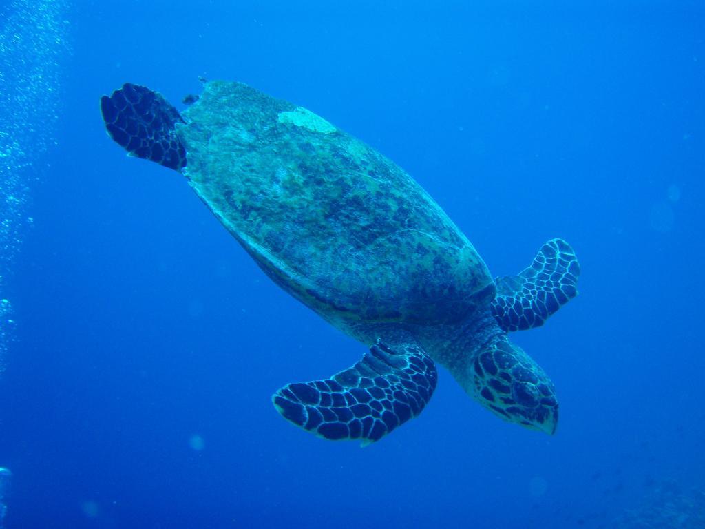 Shamar Guesthouse & Dive Maamigili Island Ngoại thất bức ảnh