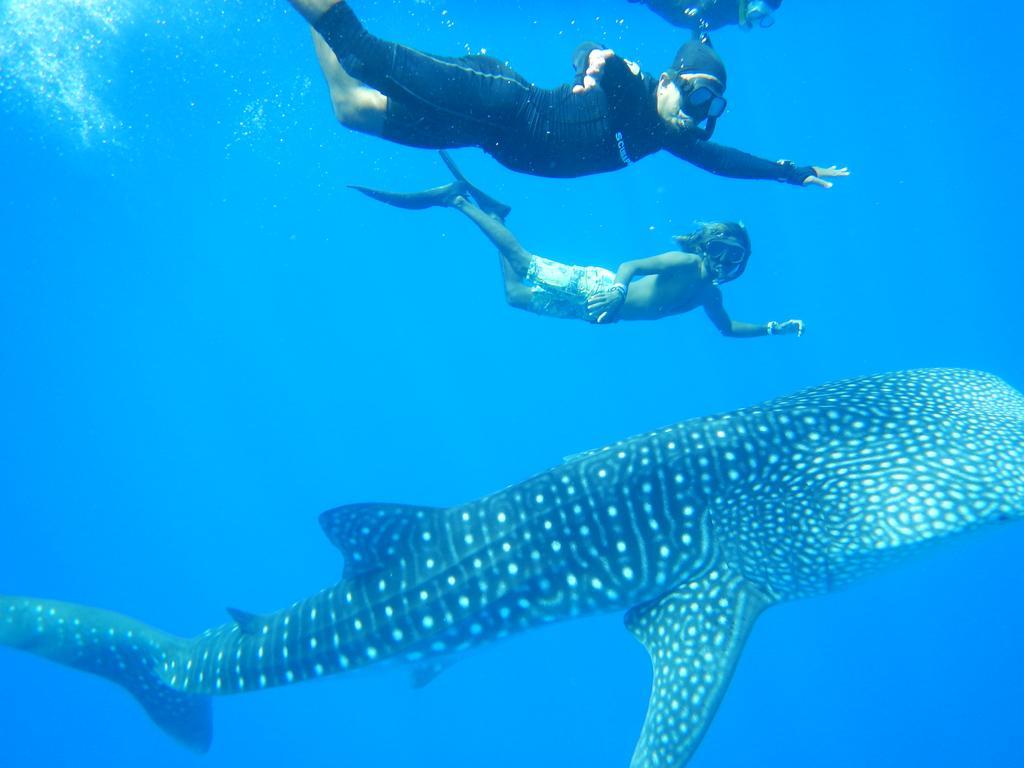 Shamar Guesthouse & Dive Maamigili Island Ngoại thất bức ảnh