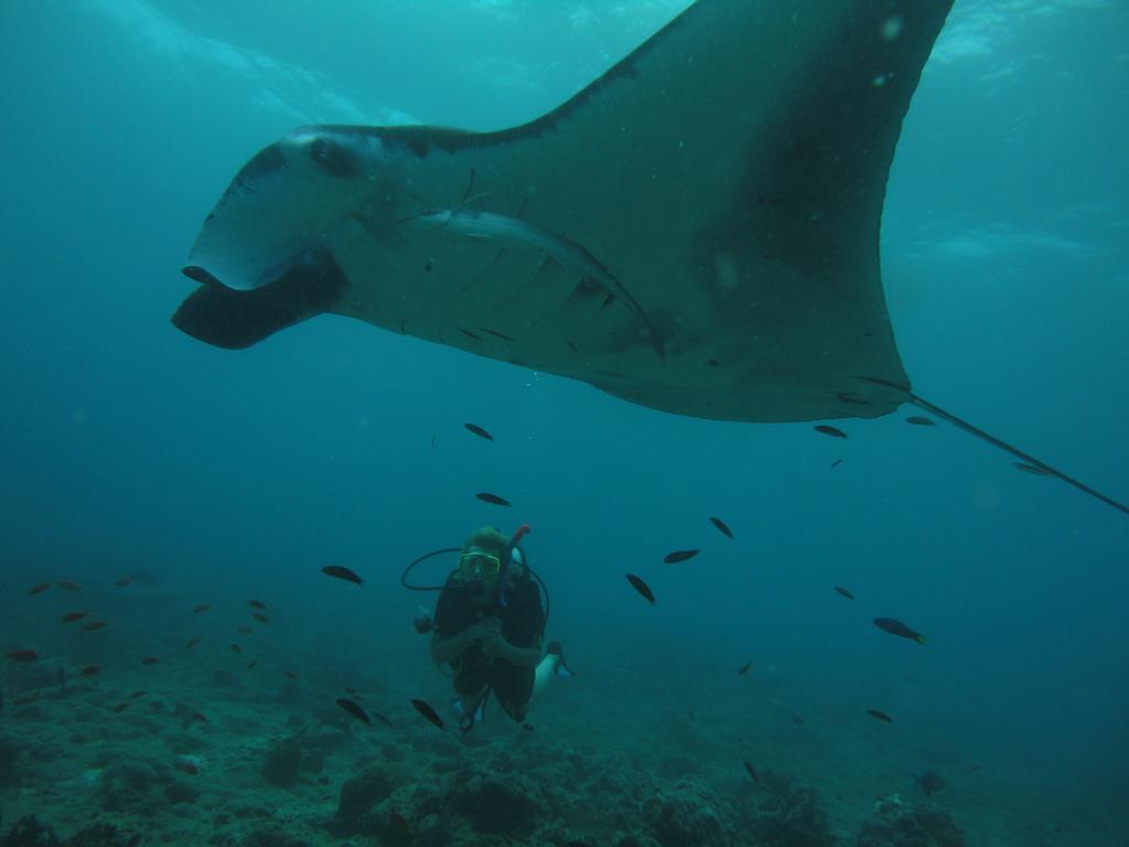 Shamar Guesthouse & Dive Maamigili Island Ngoại thất bức ảnh