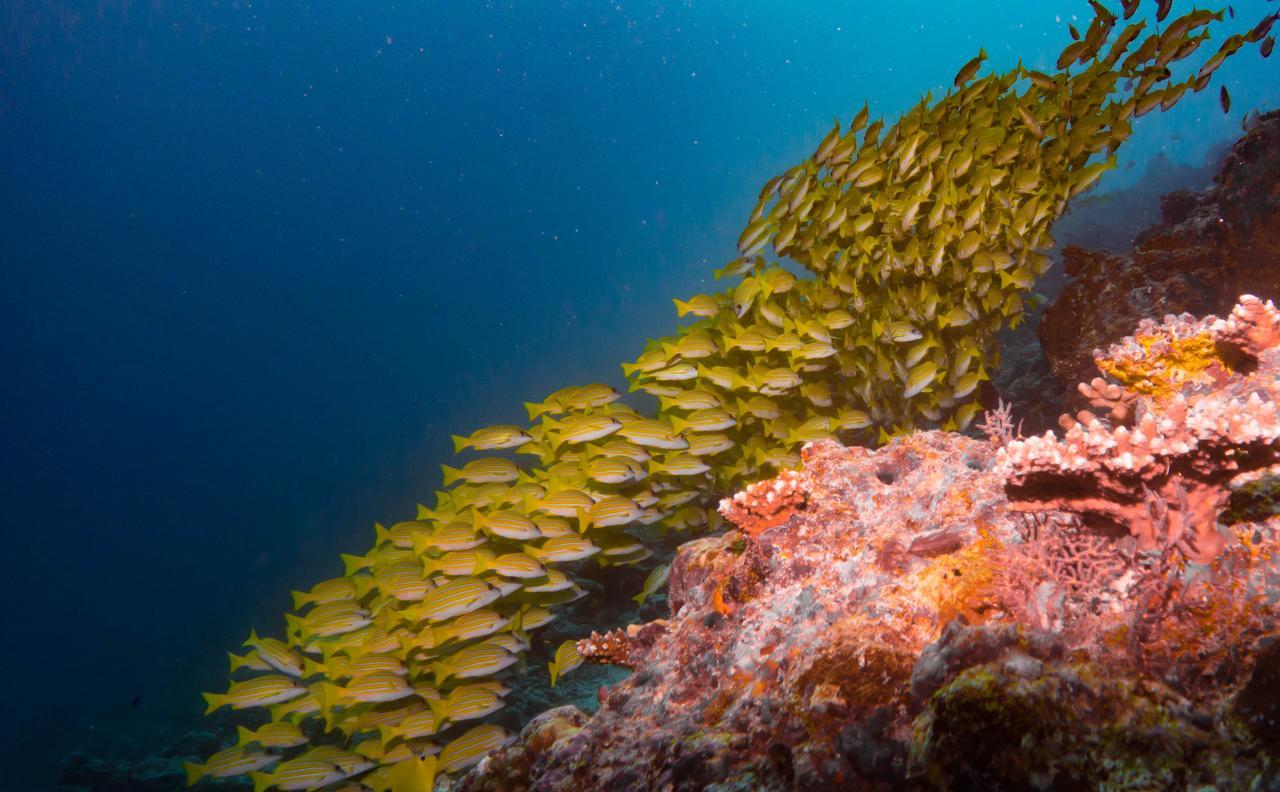 Shamar Guesthouse & Dive Maamigili Island Ngoại thất bức ảnh