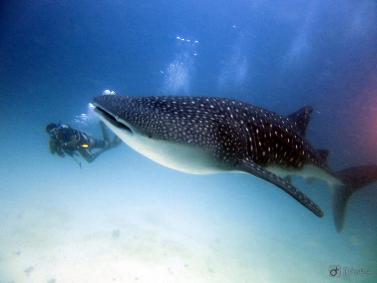 Shamar Guesthouse & Dive Maamigili Island Ngoại thất bức ảnh