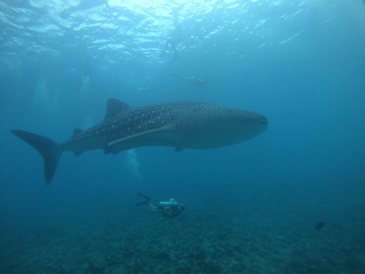 Shamar Guesthouse & Dive Maamigili Island Ngoại thất bức ảnh